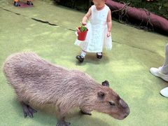 -正佳雨林生态植物园