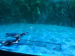 -迪拜水族馆及水下动物园