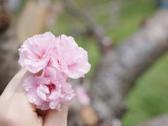 -天适樱花悠乐园