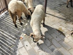 -保定市动物园