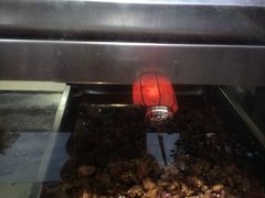 -鸿运兔·手撕烤兔(天府广场店)