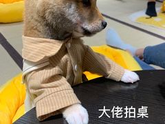 -逗柴咖啡屋·狗咖猫咖宠物桌游