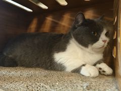 -猫猫幼稚园·撸猫·桌游·电玩