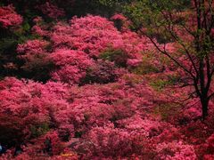 -木兰云雾山