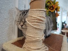 -共舞时光猫咖·狗咖(新街口店)
