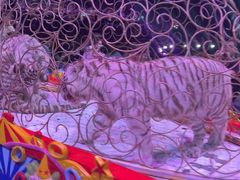 -广州长隆国际大马戏