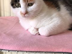 -萌兽医馆·犬猫专科·眼科中心·宠物医院(朝阳门分院)