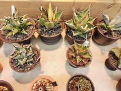 -自由生长植物工作室(深港花卉中心店)