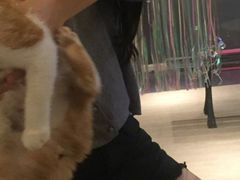 -猫爷宠物生活馆·撸猫馆