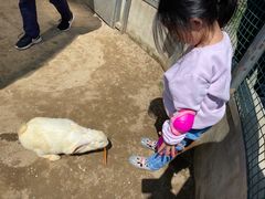 -前小桔亲子创意农场·草莓采摘·露营烧烤