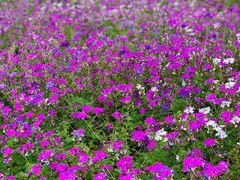 -桤木河湿地公园