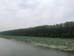 -微山湖红荷湿地景区