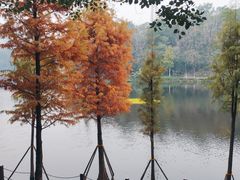 -重庆彩云湖湿地公园