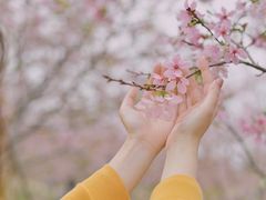 -天适樱花悠乐园