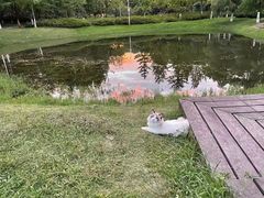 -欣宠猫屋·矮脚拿破仑·蓝金金渐层