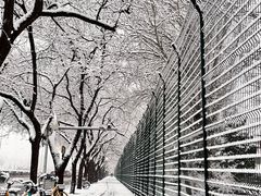 -三里屯东五街银杏大道