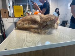 -Heymao猫咖.咖啡厅(东门店)