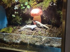 -野菌皇海景野生菌火锅(滨海大道店)