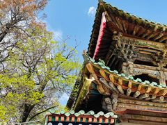 -塔尔寺菩提树