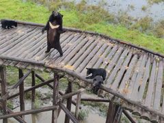 -黑瞎子岛探秘野熊园