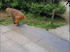 -黔灵山公园