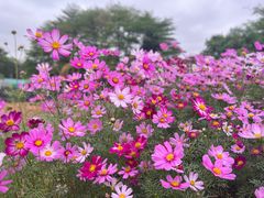 -松山湖梦幻百花洲
