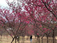 -天适樱花悠乐园