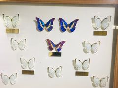 -上海昆虫博物馆