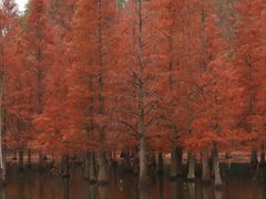 -白鹭湾湿地公园