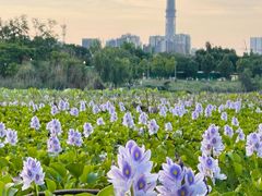 -白鹭湾湿地公园