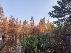 -白鹭湾湿地公园