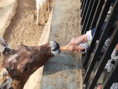 -石家庄市动物园