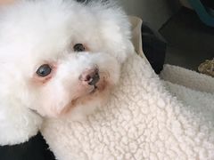 -BABIT巴比特宠物(MOMOPARK店)