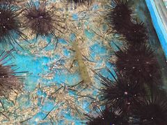 海胆-万尾农贸市场