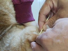 -瑞派福兴宠物医院犬猫全科·骨科·中西医结合(河东店)