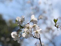 -南汇桃花村