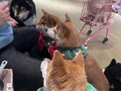-逗柴咖啡屋·狗咖猫咖宠物桌游