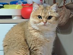 -欣宠猫屋·矮脚拿破仑·蓝金金渐层