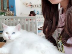 -Anne猫窝咖啡屋