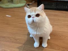 -滚猫咖啡·猫咖·猫友好撸猫(未来城店)