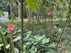 -中国科学院西双版纳热带植物园