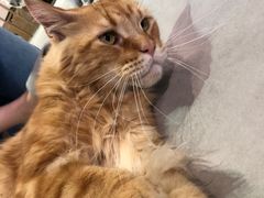 -Heymao猫咖.咖啡厅(东门店)