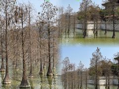 -顺峰山公园
