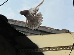 -红花点心局(护国寺店)