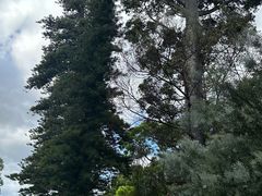 -墨尔本皇家植物园