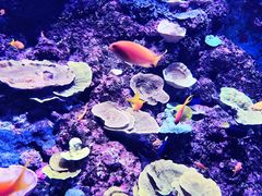-新加坡海洋生态馆