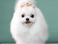 -萌宠之家·腊肠犬·马尔泰·小体犬舍