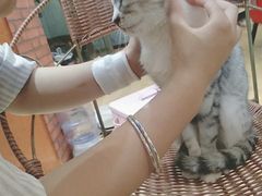 -万小咖.猫咖(中山路天虹店)