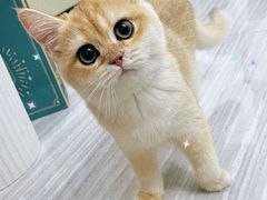 -lincat·猫舍(广州店)