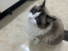 -纳吉亚猫专科动物诊疗中心(蒋宅口分院)